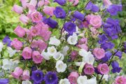 (C) HT Campanula seeds Single-Flowered Bellflower Mix 0.25g (503507)