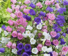 (C) HT Campanula seeds Single-Flowered Bellflower Mix 0.25g (503507)