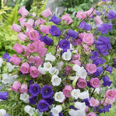(C) HT Campanula seeds Single-Flowered Bellflower Mix 0.25g (503507)