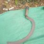 Forge made Sickle Image 5