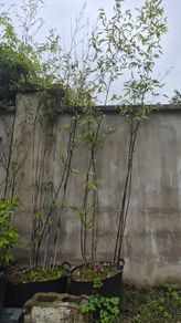 bamboo tree