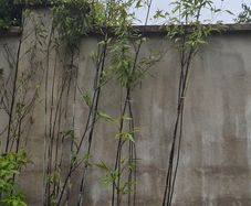 bamboo tree