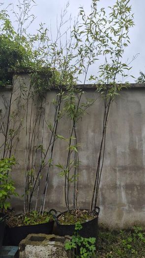 bamboo tree