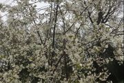 Plants Cooking Cherry - Morello - Self Fertile