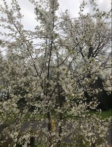 Plants Cooking Cherry - Morello - Self Fertile