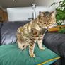 Gold Puffer Pet Jacket / Cat & Small Dog Coat. Size S Image 6