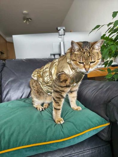 Gold Puffer Pet Jacket / Cat & Small Dog Coat. Size S