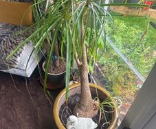 Pony Tail Palm