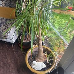 Pony Tail Palm