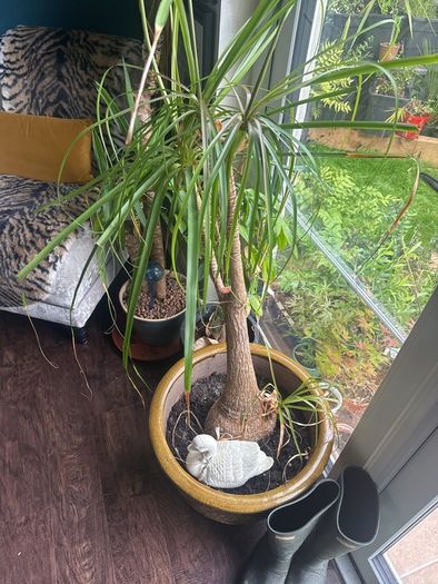 Pony Tail Palm