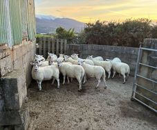 Hogget Ewes