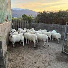 Hogget Ewes