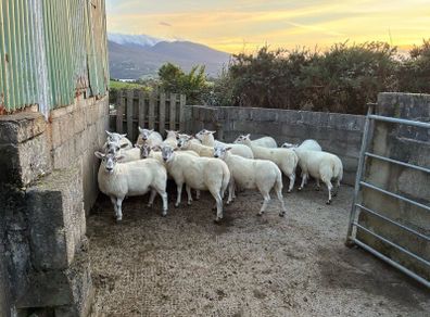 Hogget Ewes