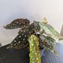 Begonia Maculata Plant Image 6