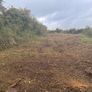 Mulching and tree shearing Image 2