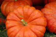 (P) Pumpkin Rouge vif d'Etampes seeds 2g (123551)