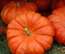 (P) Pumpkin Rouge vif d'Etampes seeds 2g (123551)