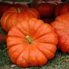 (P) Pumpkin Rouge vif d'Etampes seeds 2g (123551)