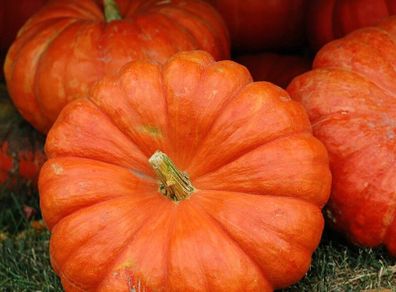 (P) Pumpkin Rouge vif d'Etampes seeds 2g (123551)
