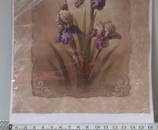 iris print unframed