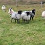 Organic Sheep Image 7
