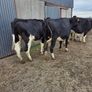 Incalf friesian heifers Image 4