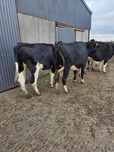 Incalf friesian heifers