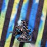 Warhammer Fantasy Battle Skaven Warlock Engineer metal miniature Image 2