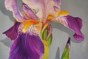 Violet Iris | Oil Painting on canvas