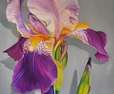Violet Iris | Oil Painting on canvas