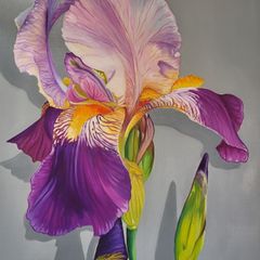 Violet Iris | Oil Painting on canvas