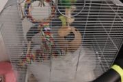birds