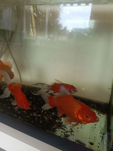 Fishing tank 600x300x400