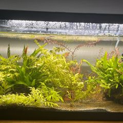 Fish tank 50L