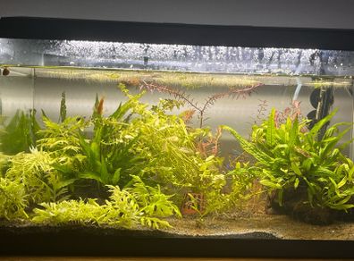 Fish tank 50L
