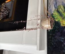 Trailing "String of hearts" real plant