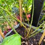 garden plants Image 4