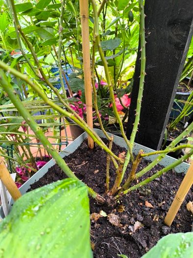 garden plants