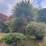 palm tree Image 2