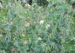 Garden Pea 'First Early May' Irish Seeds