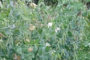 Garden Pea 'First Early May' Irish Seeds