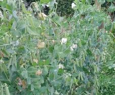 Garden Pea 'First Early May' Irish Seeds