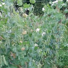 Garden Pea 'First Early May' Irish Seeds
