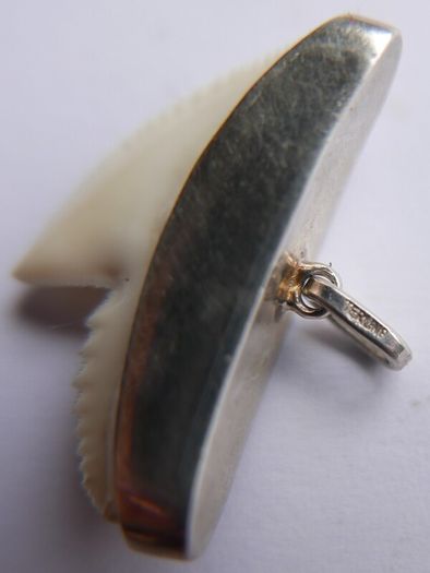 Vintage Sterling Silver Mounted Sharks Tooth Pendant