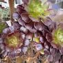 Tree Aeonium (Aeonium arboreum) Image 3