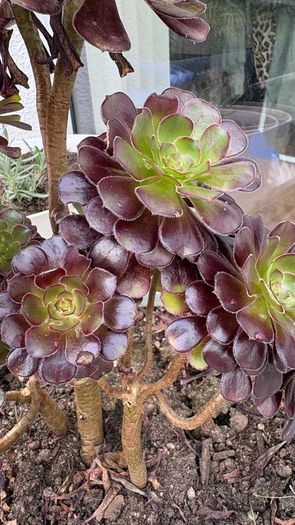 Tree Aeonium (Aeonium arboreum)