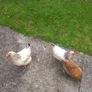 chickens Image 3