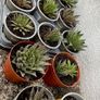 Aloe aristata Image 3