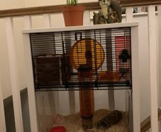 hamster cage