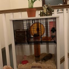 hamster cage